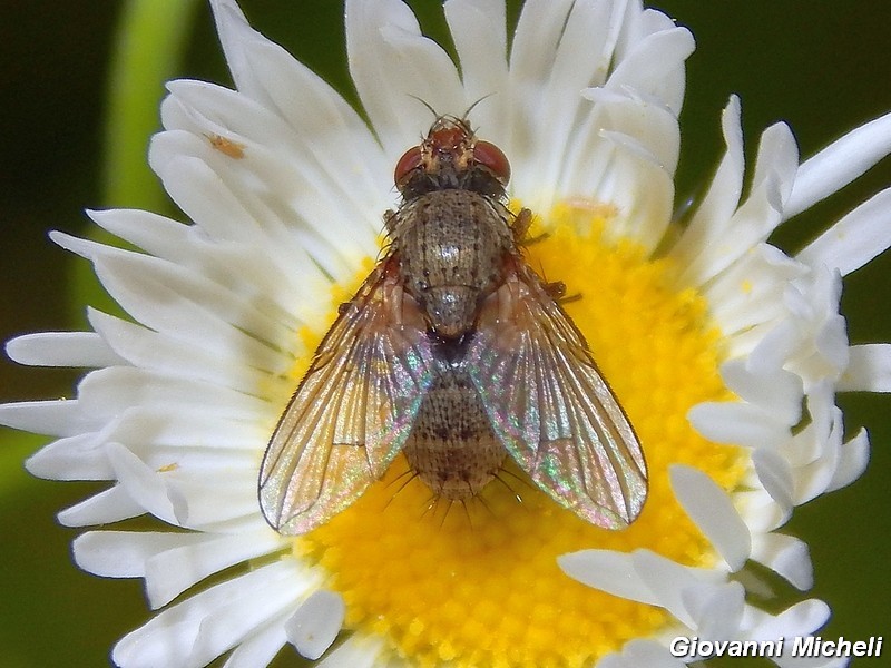 La vita in un fiore (Erigeron annuus)